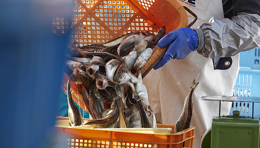 transport of living fish